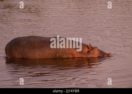 Hippo bagno, Tanzania Foto Stock