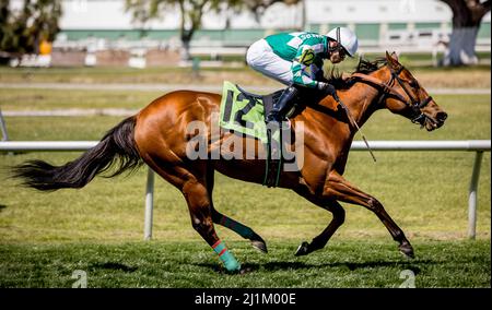 26 marzo 2022, New Orleans, Louisiana, USA: 26 marzo 2022: Yankee Seven #12, indovinato dal jockey Marcelino Pedroza Jr. Vince il Costa Rising Stakes sul tappeto erboso con la scheda del Louisiana Derby Day al Fair Grounds Race Course and Slots di New Orleans, Louisiana il 26th marzo 2022. Tim Sudduth/Eclipse Sportswire/CSM Foto Stock