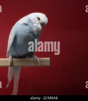 Primo piano della mostra (Mostra) Budgerigar Foto Stock