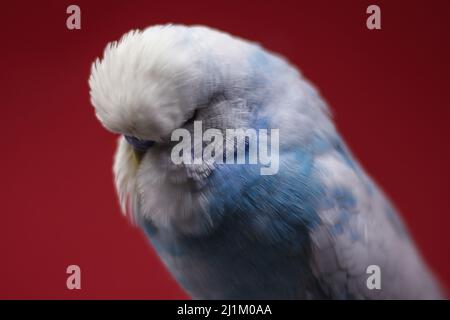 Primo piano della mostra (Mostra) Budgerigar Foto Stock