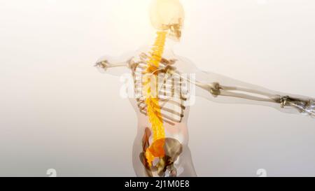 Colonna vertebrale del midollo spinale vertebre cervicali del concetto di anatomia del sistema scheletrico umano. Rosso sulla dorsale, illustrazione accurata dal punto di vista medico Foto Stock