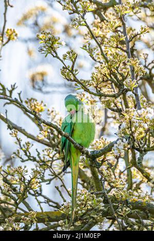 Parakeet in un albero di ciliegio fiore Foto Stock