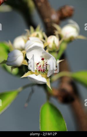 Fiori di fiore di albero di pera appena che si aprono dalle gemme con stamen coperto di polline Foto Stock