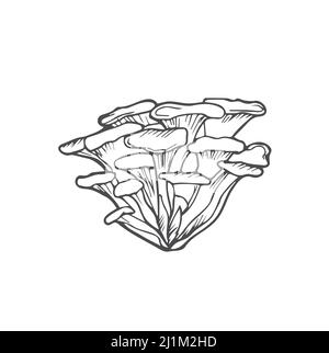Doodle Maitake funghi disegno a mano vettore schizzo, isolato su bianco Illustrazione Vettoriale
