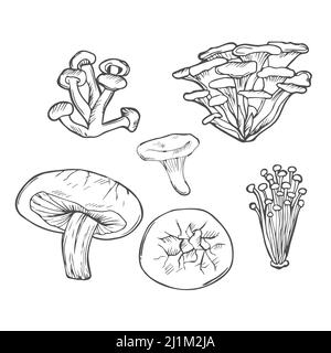 Doodle funghi vettore disegnato a mano setl. Shiitake di funghi commestibili, chanterelle, enokitake, miele agarico, cibo biologico fresco isolato su bianco. Illustrazione Vettoriale