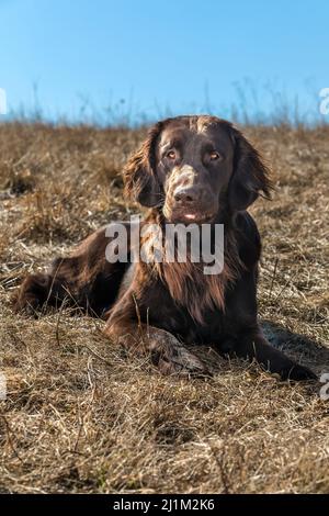Tipico retrattile con rivestimento piatto nel prato. Dettaglio della testa di un cane. Cucciolo di recupero rivestito in piano marrone. Occhi del cane. Giorno di sole. Foto Stock