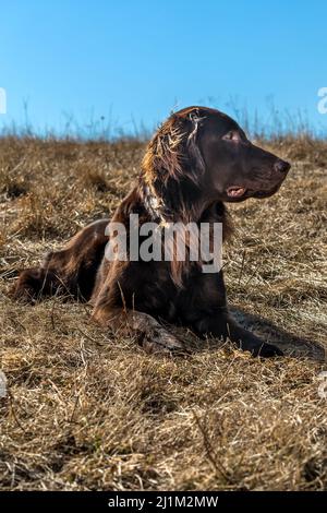 Tipico retrattile con rivestimento piatto nel prato. Dettaglio della testa di un cane. Cucciolo di recupero rivestito in piano marrone. Occhi del cane. Giorno di sole. Foto Stock