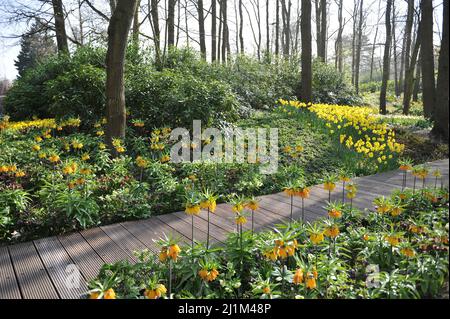 Keukenhof, Lisse, Paesi Bassi. 26th Mar 2022. Parco olandese di piante di bulbo Keukenhof ha riaperto dopo una pausa di due anni. Credit: Kastyakin/Alamy Live News - Image ID: 2J1M48P Foto Stock