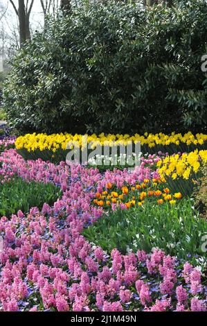 Keukenhof, Lisse, Paesi Bassi. 26th Mar 2022. Parco olandese di piante di bulbo Keukenhof ha riaperto dopo una pausa di due anni. Credit: Sillykinj/Alamy Live News - Image ID: 2J1M49N Foto Stock