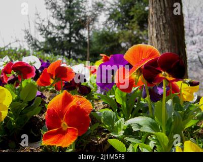 Fiori all'aperto con alberi sullo sfondo. Varietà di colori con sporco in luoghi. Foto Stock