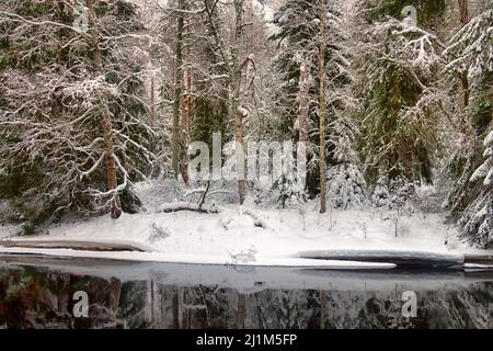 Inverno Nongeling scalinata letto fiume nelle rive innevate. Taiga del Nord Europa Foto Stock