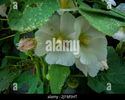 Fiori bianchi con ape bumble all'interno che si nutrono all'interno del centro verde e giallo. Foto Stock