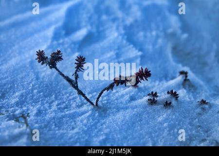 Tundra invernale, la prima neve (whiteout). Foglie di mirtillo rosso (Empetrum) sporgono da sotto la neve. Foto Stock