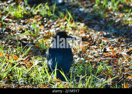 Rook alla ricerca di feed. L'uccello scava il suo becco nell'erba e foglie secche in cerca di lombrichi. Foto Stock