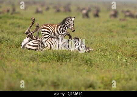 Baby Zebra, Tanzania Foto Stock