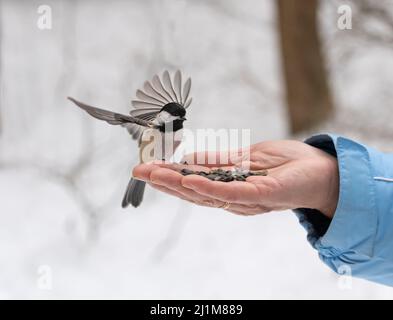 Uccello di Chickadee con le ali allungate che atterrano sui semi di holdinghand. Foto Stock