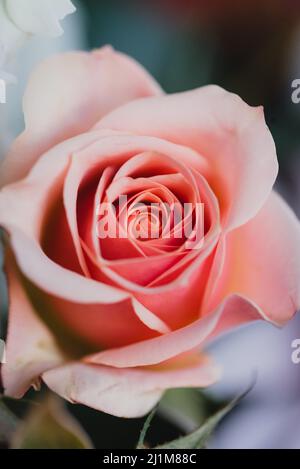 Primo piano dei petali rosa tenui di un fiore di rosa in fiore. Foto Stock