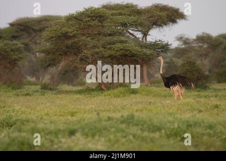 Masai Ostrich nel bosco Foto Stock