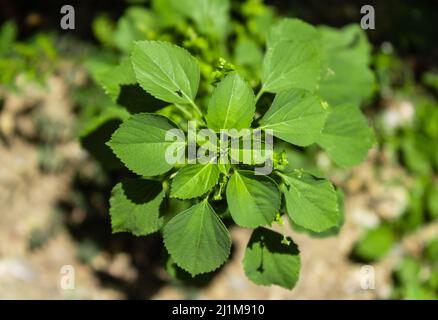 Primo piano di foglie di Acalypha indica Foto Stock