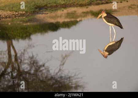 Marabou Stork riflessione Foto Stock