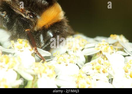 Bombus terrestris (Bombus terrestris) Foto Stock