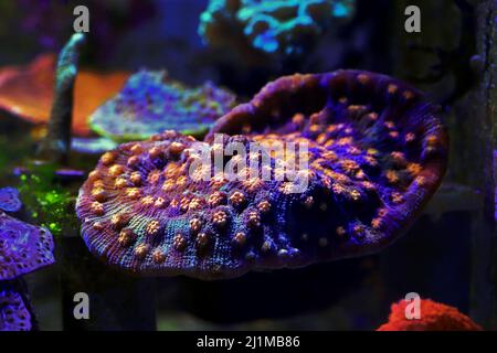 Incredibile fotografia su Chalice grande polips lapideo corallo Foto Stock