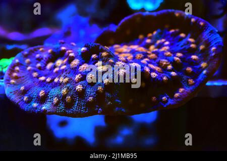 Incredibile fotografia su Chalice grande polips lapideo corallo Foto Stock