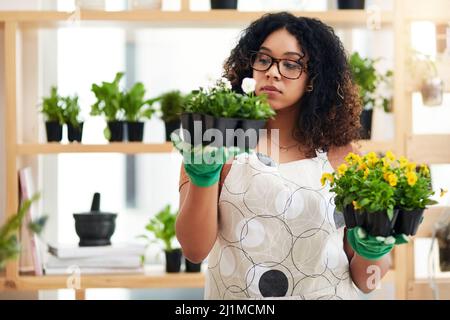 Queste sono le mie due opzioni. Scatto corto di una giovane botanist femminile attraente che confronta due insiemi delle piante mentre lavora nel suo florist. Foto Stock