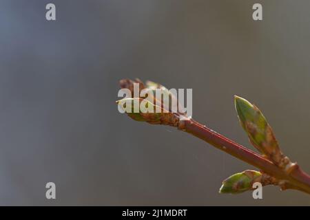 chiudere le gemme di mirtillo su un ramoscello Foto Stock