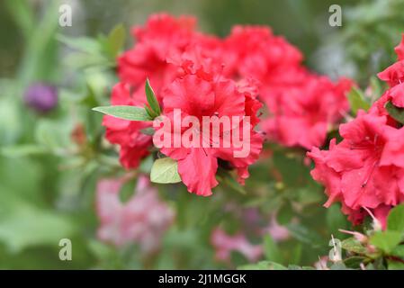 Rhododendron Bunde Schame o Azalea indica Foto Stock