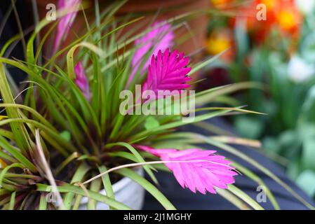 Wallisia cianea o fiore di quillo rosa in primo piano Foto Stock