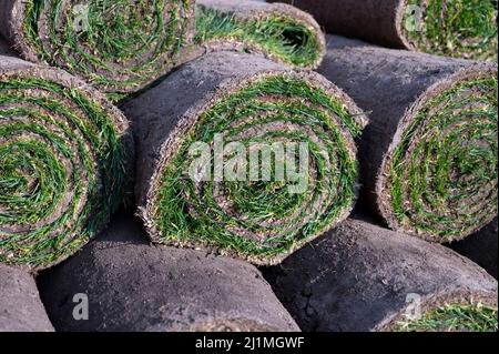 Lavori di ricostruzione del giardino in corso, nuove piante verdi pronte per la piantagione in primavera Foto Stock