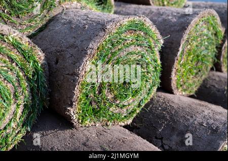 Lavori di ricostruzione del giardino in corso, nuove piante verdi pronte per la piantagione in primavera Foto Stock