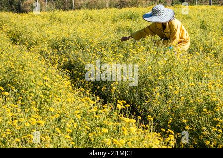 Coltivatore che raccoglie il fiore di Chrysanthemum in campo per produrre il tè, in modo da è un raccolto economico. Foto Stock