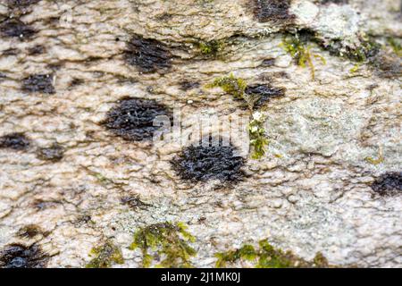 PRODUZIONE - 16 marzo 2022, Renania-Palatinato, Börfink: Il lichen di Hunsrück warty (Verruaria hunsrueckensis), che è stato scientificamente descritto come una nuova specie di lichen nel 2018, cresce su una roccia quarzite nel Parco Nazionale di Hunsrück-Hochwald. Nel parco nazionale sono state contate più di 150 diverse specie di licheni, alcune delle quali sono considerate indicatori di qualità dell'aria particolarmente elevata. (A dpa: 'Lichens in Hunsrück show where the air is still Clean') Foto: Peter Zschunke/dpa-Zentralbild/dpa Foto Stock