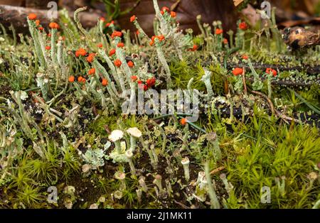 PRODUZIONE - 16 marzo 2022, Renania-Palatinato, Börfink: Diverse specie di lichen del genere Cladonia crescono nel Parco Nazionale di Hunsrück-Hochwald. Le teste rosse sono formate dal lichen colonnare fruttato rosso (Cladonia macilenta). Nel parco nazionale sono state contate più di 150 diverse specie di licheni, alcune delle quali sono considerate indicatori di qualità dell'aria particolarmente elevata. (A dpa: 'Lichens in Hunsrück show where the air is still Clean') Foto: Peter Zschunke/dpa-Zentralbild/dpa Foto Stock