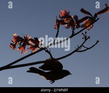 Los Angeles, Stati Uniti. 26th Mar 2022. I fiori fioriscono sulle colline intorno all'Osservatorio Griffith di Los Angeles sabato 26 marzo 2022. Foto di John Angelillo/UPI Credit: UPI/Alamy Live News Foto Stock