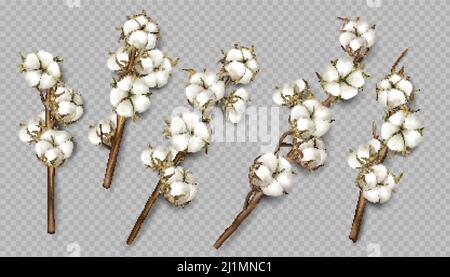 Rami realistici di cotone con fiori, steli bellissimi con fiori bianchi sfondo trasparente isolato, in fibra morbida naturale con morbidi bolli maturi Illustrazione Vettoriale