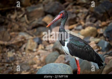 Black stork o Ciconia nigra uccello protrait nella migrazione invernale a ranthambore parco nazionale foresta rajasthan india asia Foto Stock