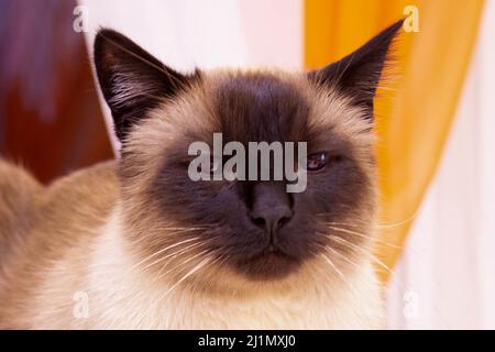 Ritratto di un bel gatto siamese che si rilassa sul tavolo. Foto Stock