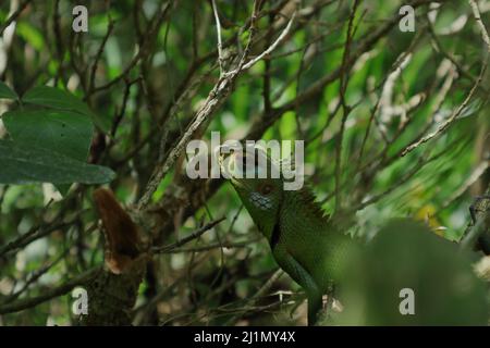 Testa e parti superiori di una lucertola verde comune foresta nascondendosi tra ramoscelli di albero. La lucertola sta fissando la fotocamera Foto Stock