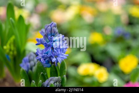 Giacinto blu, Hyacinthus orientalis. Grande iacinto infiorescenza su sfondo sfocato di verde e altri fiori Foto Stock