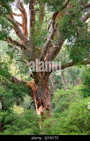 Albero di mele con fienile liscio Foto Stock