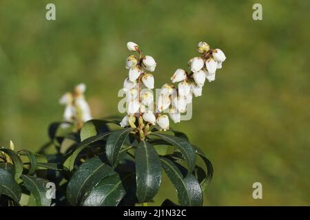 Primo piano fiori bianchi di Pieris (Pieris japonica). Heath, famiglia delle eriche (Ericaceae). Fioritura in primavera. Giardino sfocato verde, Paesi Bassi, marzo Foto Stock