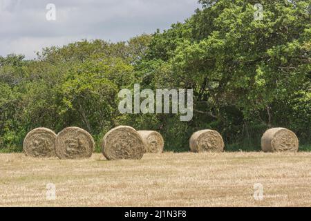 Green Fields of England Concept. Balle rotonde di paglia di raccolto di fieno (a differenza di quella di raccolto di cereali). Per l'agricoltura e l'agricoltura del Regno Unito. Foto Stock