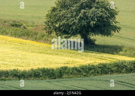 Angolo di un campo di fieno recentemente tagliato + quercia isolata. Concentratevi più sullo spazio sotto e a sinistra dell'albero che sulla parte anteriore della scena. Albero singolo in campagna. Foto Stock