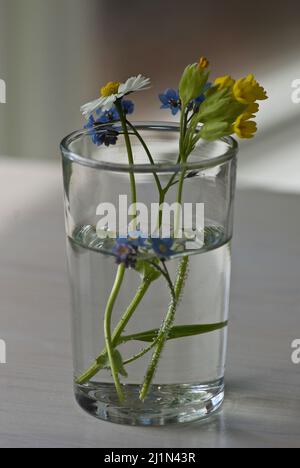 Alcuni fiori di primavera raccolti messi in un bicchiere da bere con acqua. Foto Stock