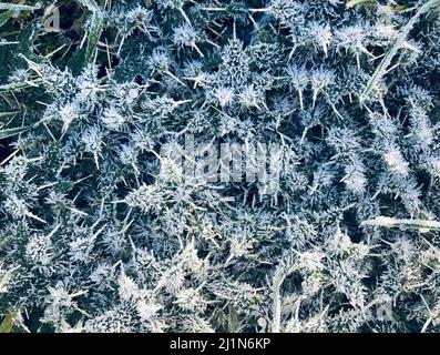 foglie di cardo bianco ricoperte di gelo Foto Stock