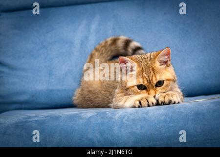 Un divertente gattino britannico sta giocando con le zampe anteriori con le artigli davanti ad esso su un divano blu. Foto Stock