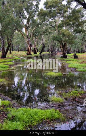 Allagato foresta di eucalipto di gomma rossa nel Parco Nazionale di Barmah, Victoria, Australia. Alberi che si riflettono nell'acqua. Foto Stock